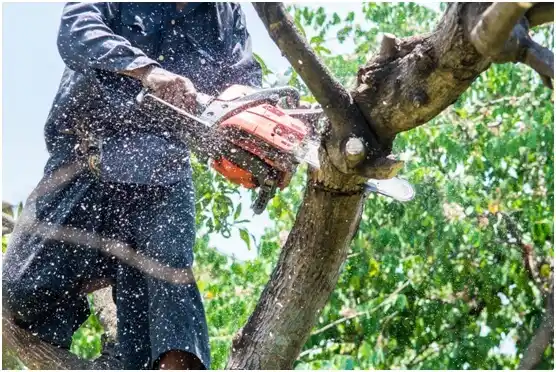 tree services Lone Star